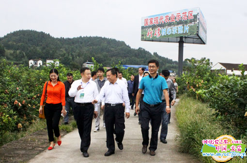 四川安岳柠檬推介会召开