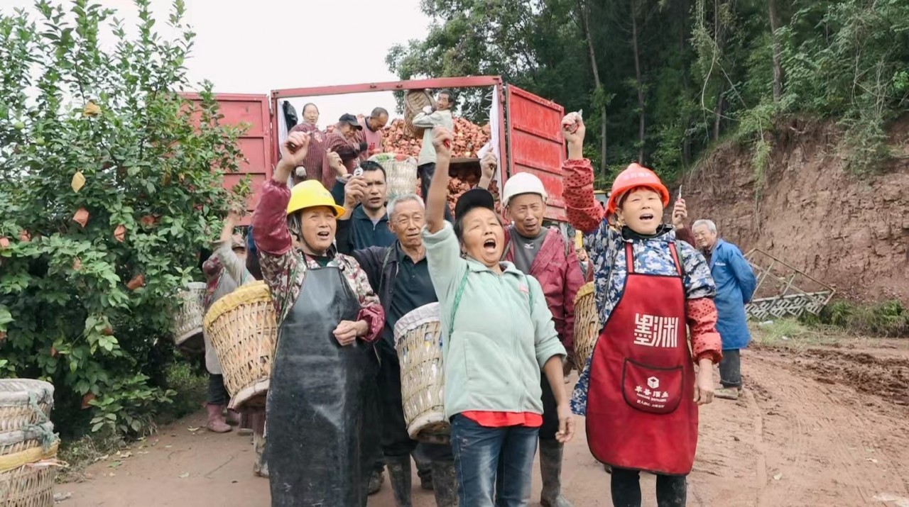 安岳通贤镇：1200亩柠檬基地迎丰收 清甜果实远销海内外