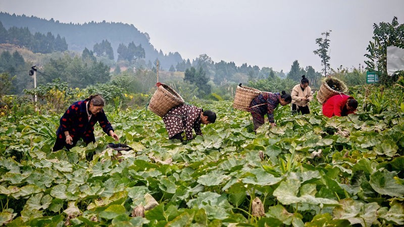 资阳安岳县：贝贝南瓜喜迎丰收 特色种植拓宽村民增收路